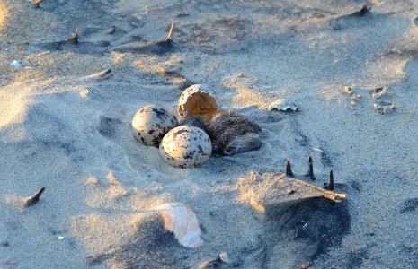Newly hatched American oystercatcher chick on Bodie Island Spit photo