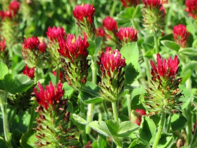 Wildflower flora blooming