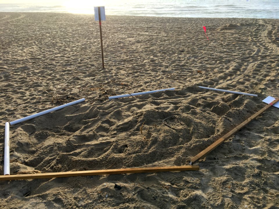 Loggerhead sea turtle nest found the morning of May 27, 2020 near the Buxton lifeguard stand
