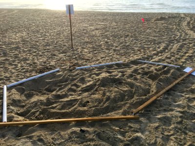 Loggerhead sea turtle nest found the morning of May 27, 2020 near the Buxton lifeguard stand