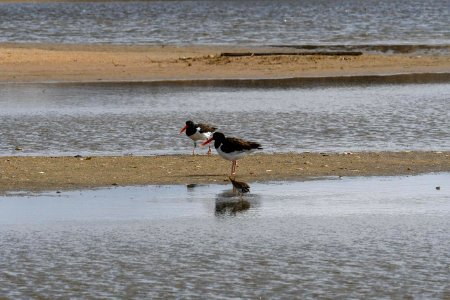American oystercatchers at Cape Point