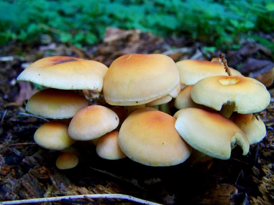 Yellow flower of sulfur fungus mushroom group nature