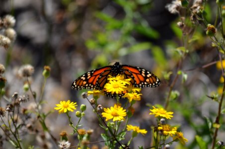 Monarch butterfly taking advantage of freshly bloomed shaggy golden aster
