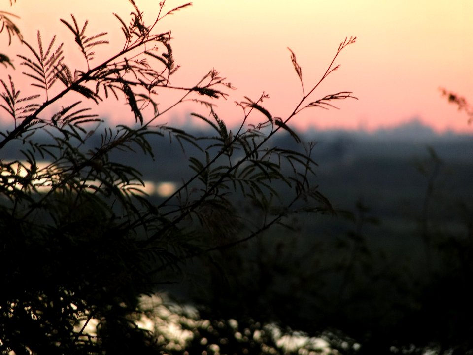 Una dianoche en Paraná photo