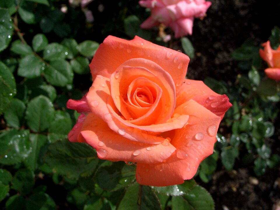 Water rose bloom flower