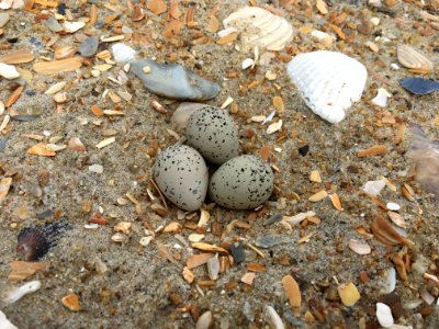 3-egg piping plover nest on Hatteras Island