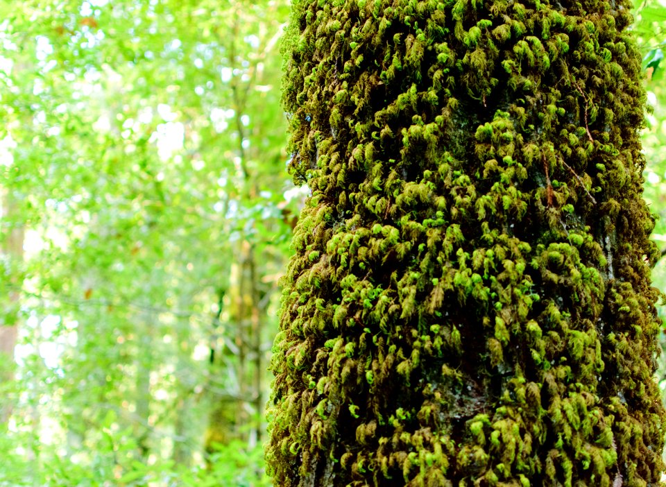 Big Basin Redwoods