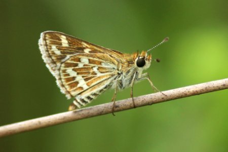 Taractrocera maevius (Fabricius, 1793) – Grey-veined Grass Dart