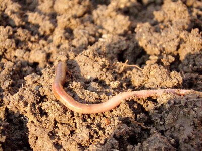 Soil dirt macro
