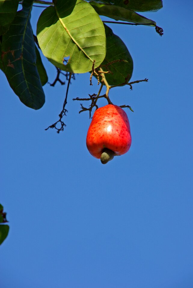 Cashew suriname fruit
