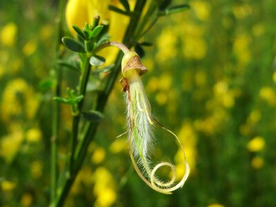 Wildflower flora plant