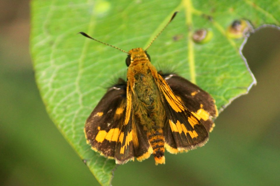 Potanthus spp. – Dart spp.