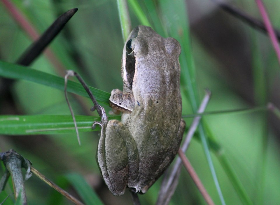 Tree frog