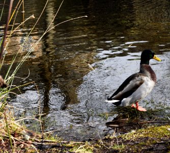 Magestic as Duck.