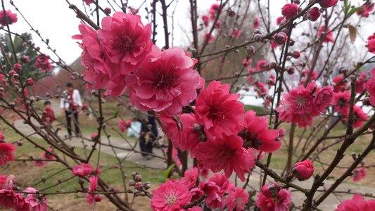 Spring peach blossom the outskirts