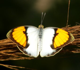 Life cycle of White Orange Tip Ixias marianne