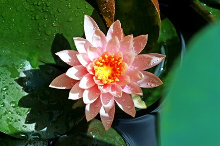 Nail flowers nature
