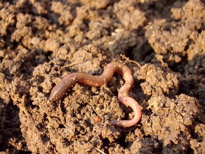 Soil dirt macro photo