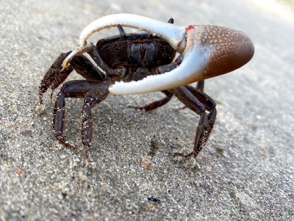Male fiddler crab crossing Ramp 72 on Ocracoke Island
