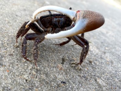 Male fiddler crab crossing Ramp 72 on Ocracoke Island