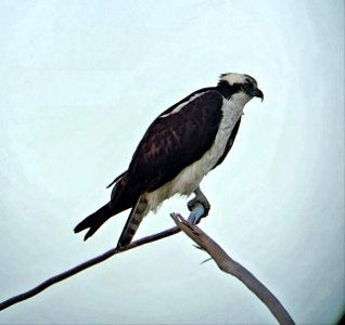 Many osprey migrate to the Outer Banks in the Spring to nest--this osprey was perched on the north end of Ocracoke Island photo