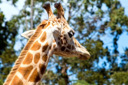 Giraffe photo