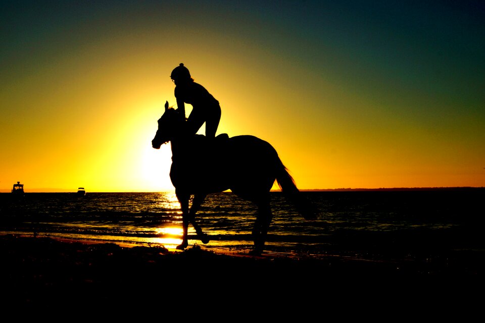 Animal sport equestrian