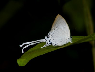 Common Imperial Cheritra freja photo
