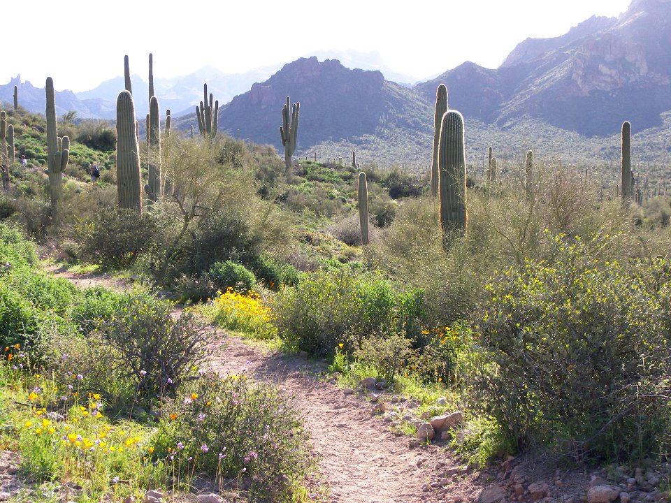 Superstition Wilderness