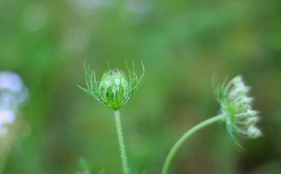 Small fresh green herb