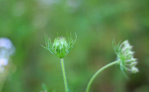 Small fresh green herb