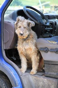 Auto animal steering wheel