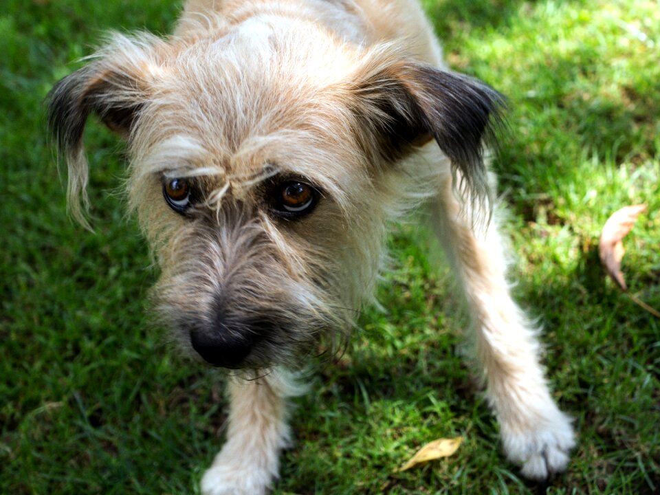 Dog pet hybrid