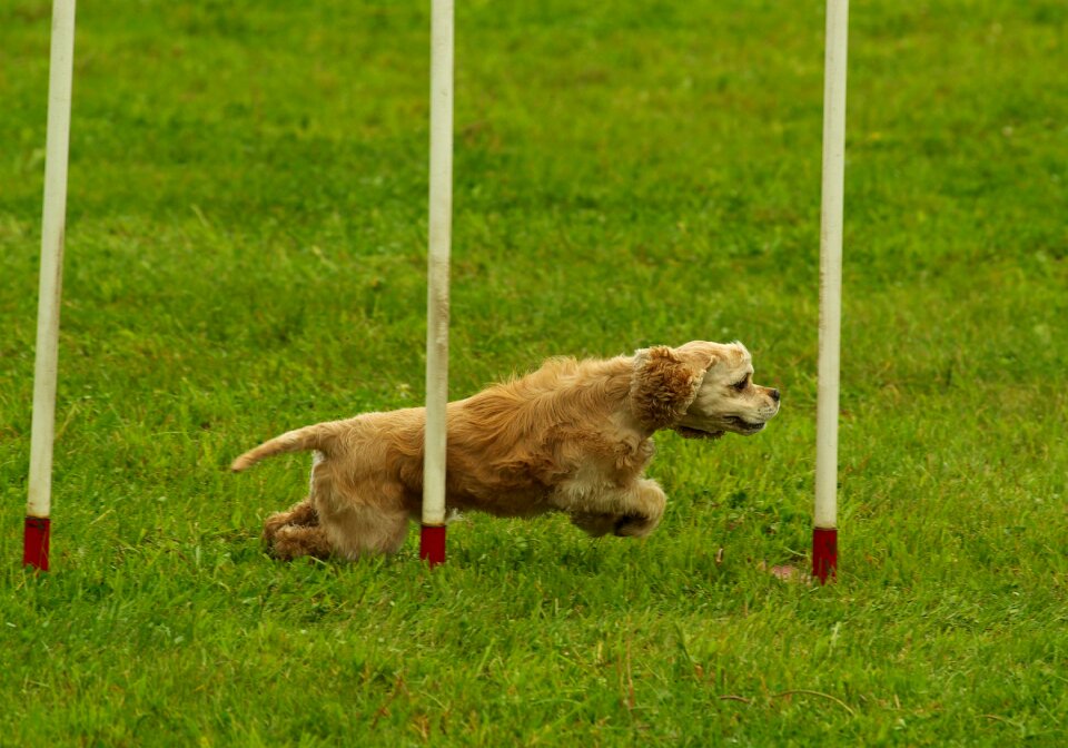 Motion pet dogsport