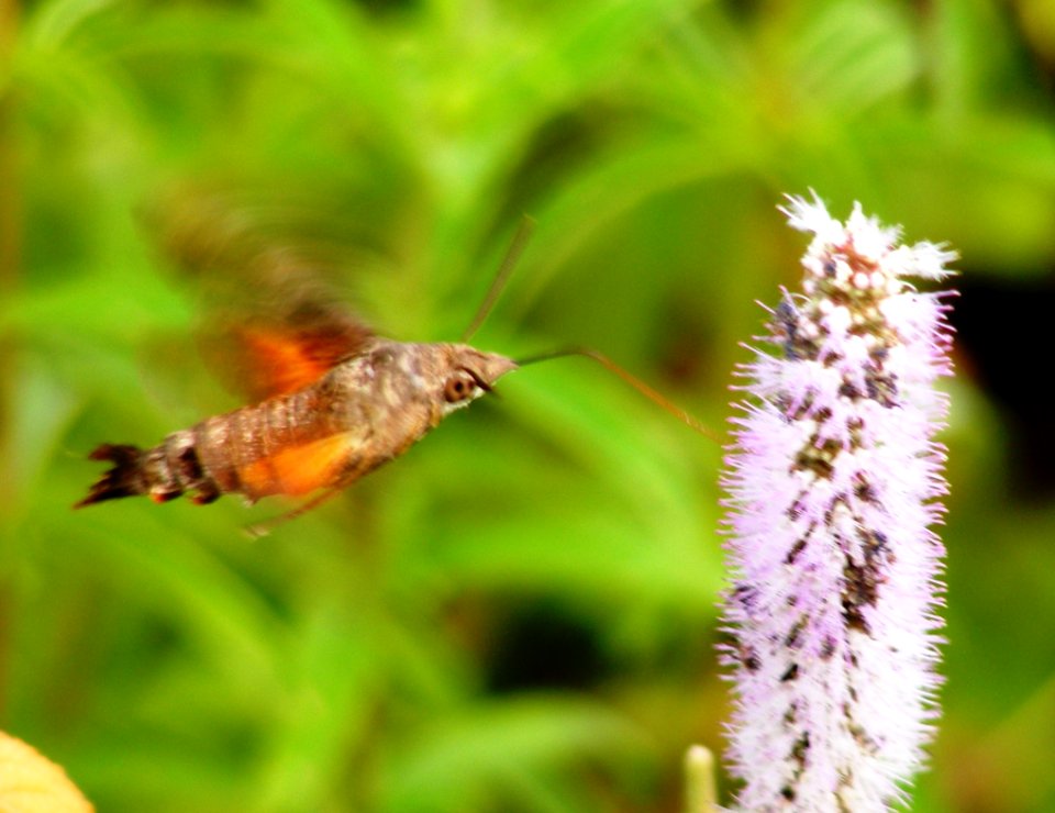Humming Bird hawk Moth