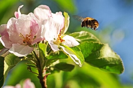 Bug pollen spring