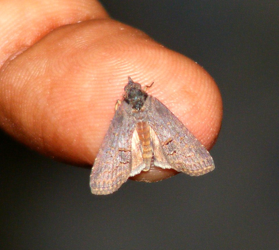 Life Cycle of a moth