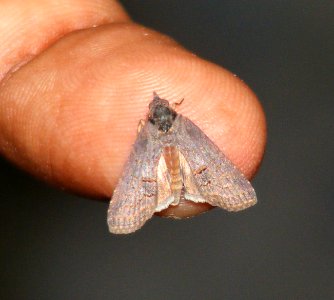 Life Cycle of a moth
