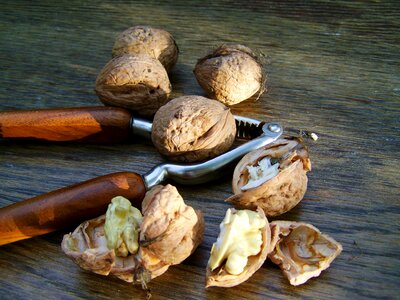 Walnut hard-shelled fruits kernel