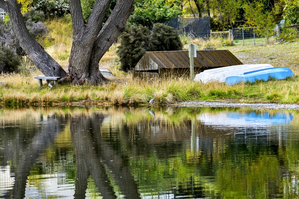 Heron on the shore of Lake Alexandrina