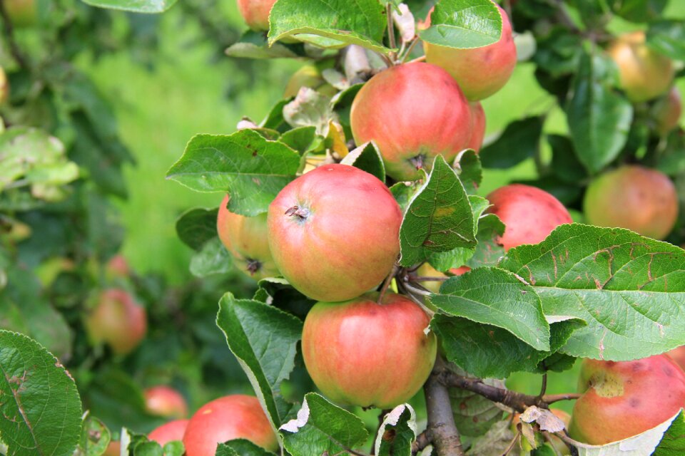 Apple tree fruit tree