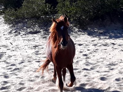 Captain - Ocracoke pony