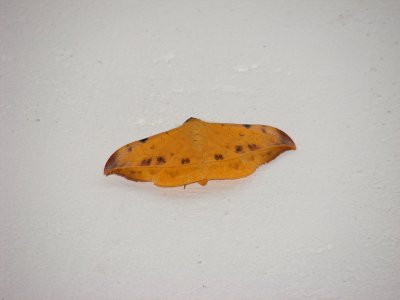Hamodes sp.