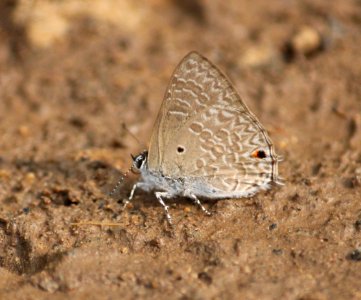 Anthene lycaenina (R. Felder, 1868) – Pointed Ciliate Blue photo