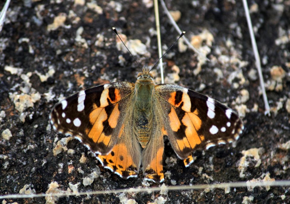 Vanessa cardui Linnaeus, 1758 – Painted Lady