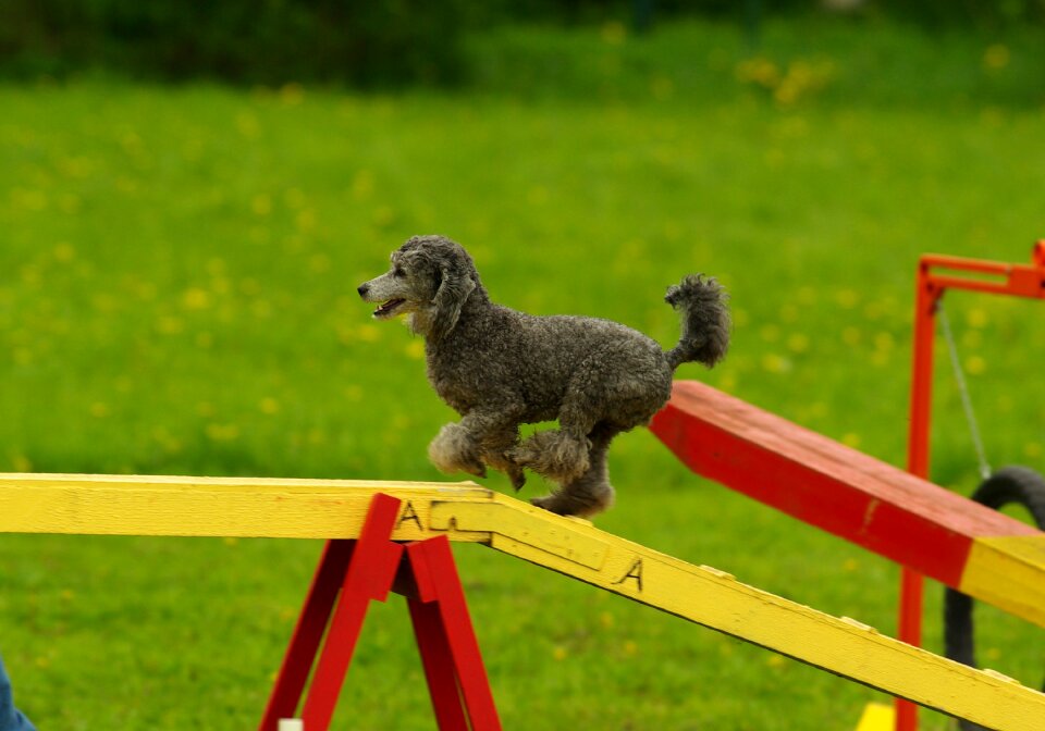 Sport pet competition