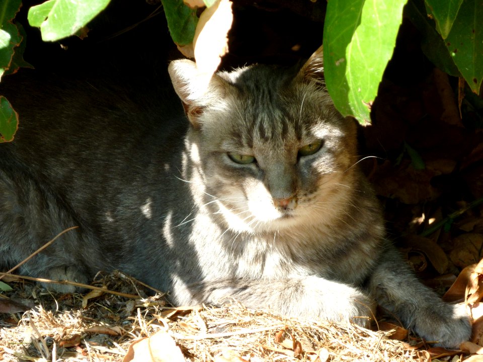 the Door-keeper she-cat of Monte Senario Shrine, Italy