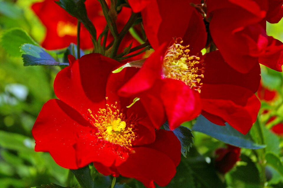 Red stamens blossom