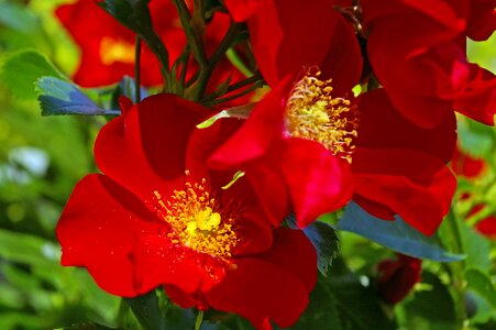 Red stamens blossom