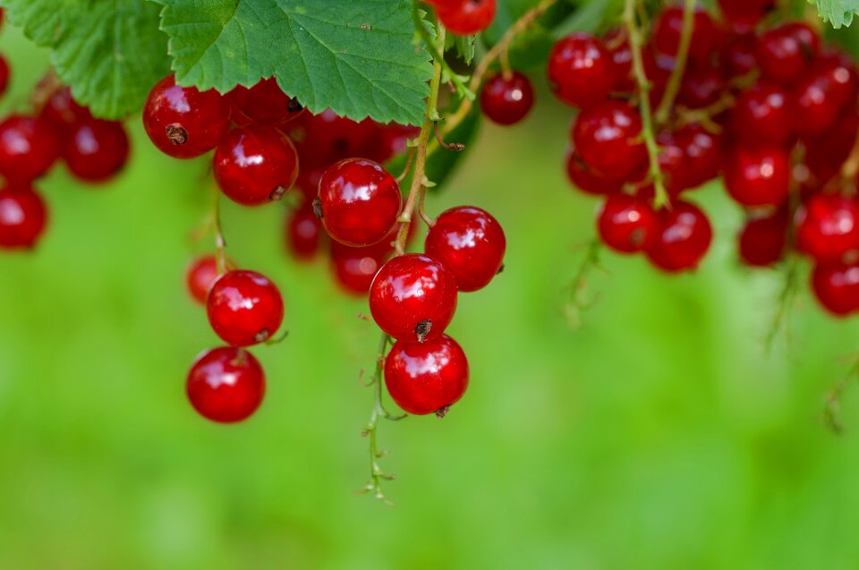 Fruit soft fruit berries